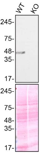 Western blot - Anti-TIA1 antibody [EPR22999-80] (AB263945)