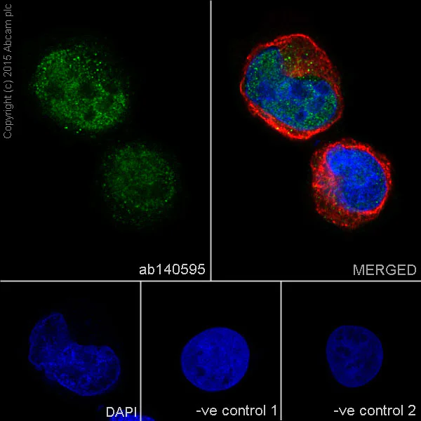Immunocytochemistry/ Immunofluorescence - Anti-TIA1 antibody [EPR9304] (AB140595)