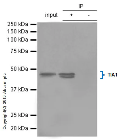 Immunoprecipitation - Anti-TIA1 antibody [EPR9304] (AB140595)