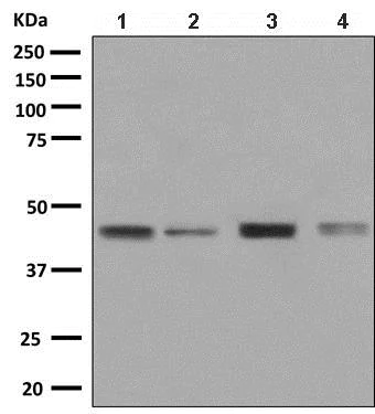 Western blot - Anti-TIA1 antibody [EPR9304] (AB140595)