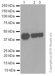 Western blot - Anti-TIA1 antibody [EPR9304] (AB140595)