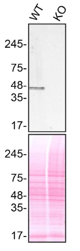 Western blot - Anti-TIA1 antibody [EPR9304] (AB140595)