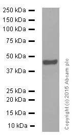 Western blot - Anti-TIA1 antibody [EPR9304] (AB140595)