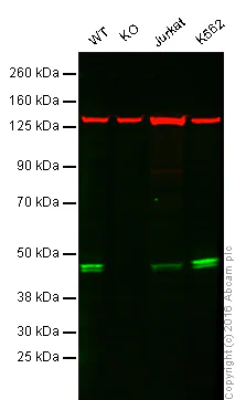 Western blot - Anti-TIA1 antibody [EPR9304] - BSA and Azide free (AB230829)