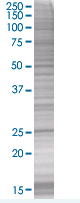 TIA1 overexpression 293T lysate (whole cell)
