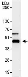 Immunoprecipitation - Anti-TIAL1 antibody (AB129499)