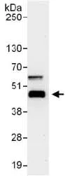 Immunoprecipitation - Anti-TIAL1 antibody (AB129499)
