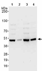 Western blot - Anti-TIAL1 antibody (AB129499)