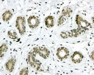 Immunohistochemistry (Formalin/PFA-fixed paraffin-embedded sections) - Anti-TIAL1 antibody [EPR11323(B)] (AB169547)
