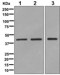 Western blot - Anti-TIAL1 antibody [EPR11323(B)] (AB169547)