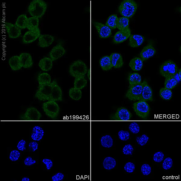 Immunocytochemistry/ Immunofluorescence - Anti-TIAM2 antibody [EPR16838] (AB199426)