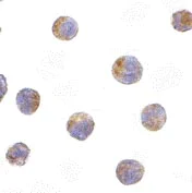 Immunocytochemistry/ Immunofluorescence - Anti-TICAM2 antibody (AB17221)