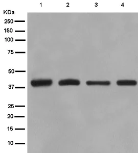 Western blot - Anti-TID1 antibody [EPR12414] - BSA and Azide free (AB250291)