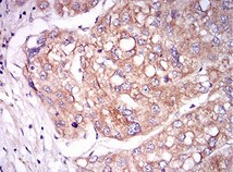 Immunohistochemistry (Formalin/PFA-fixed paraffin-embedded sections) - Anti-TIE1 antibody [8D12B10] (AB201977)