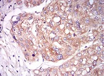 Immunohistochemistry (Formalin/PFA-fixed paraffin-embedded sections) - Anti-TIE1 antibody [8D12B10] (AB201977)