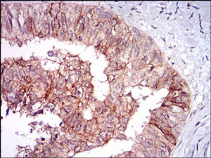 Immunohistochemistry (Formalin/PFA-fixed paraffin-embedded sections) - Anti-TIE1 antibody [8D12D2] (AB201986), expandable thumbnail