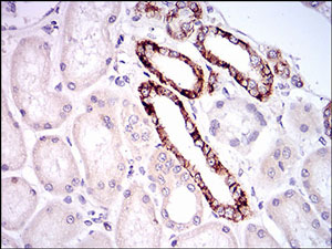 Immunohistochemistry (Formalin/PFA-fixed paraffin-embedded sections) - Anti-TIE1 antibody [8D12D2] (AB201986), expandable thumbnail