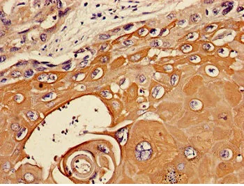 Immunohistochemistry (Formalin/PFA-fixed paraffin-embedded sections) - Anti-TIE1 antibody (AB236080)