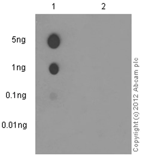 Dot Blot - Anti-TIE1 (phospho Y1007) + TIE2 (phospho Y992) antibody [EPR1053(N)(B)] - BSA and Azide free (AB229195)