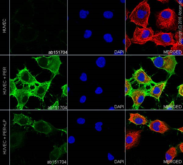 Immunocytochemistry/ Immunofluorescence - Anti-TIE1 (phospho Y1007) + TIE2 (phospho Y992) antibody [EPR1053(N)(B)] - BSA and Azide free (AB229195)
