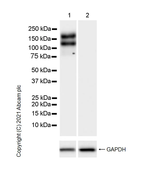 Western blot - Anti-TIE2 antibody [33] - BSA and Azide free (AB280902)