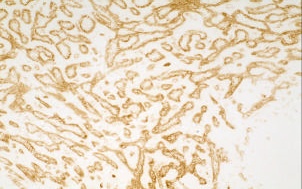 Immunohistochemistry (Frozen sections) - Anti-TIE2 antibody [Cl. 16] - BSA and Azide free (AB24859)