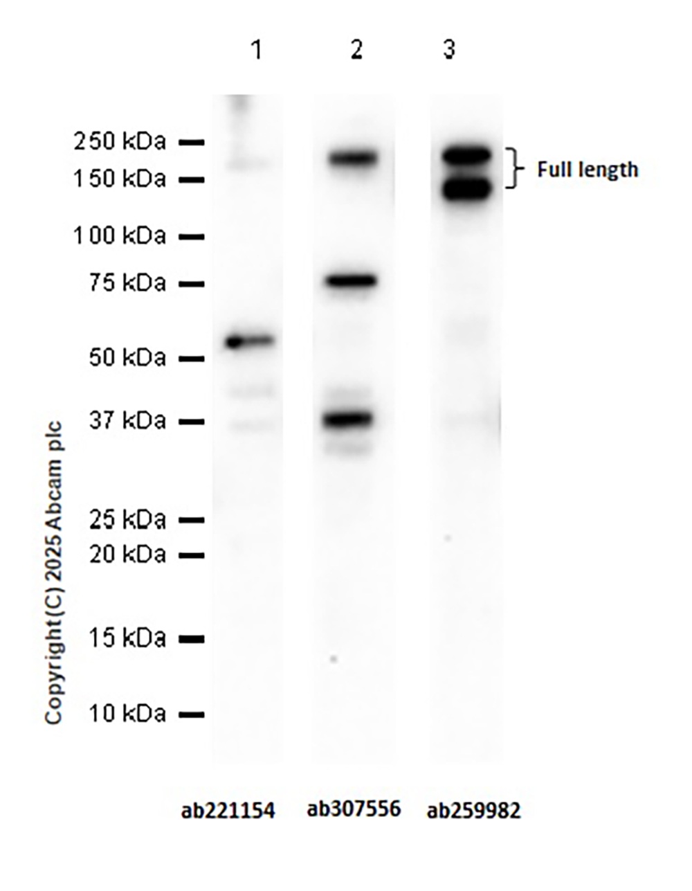 Western blot - Anti-TIE2 antibody [EPR21915] (AB221154), expandable thumbnail