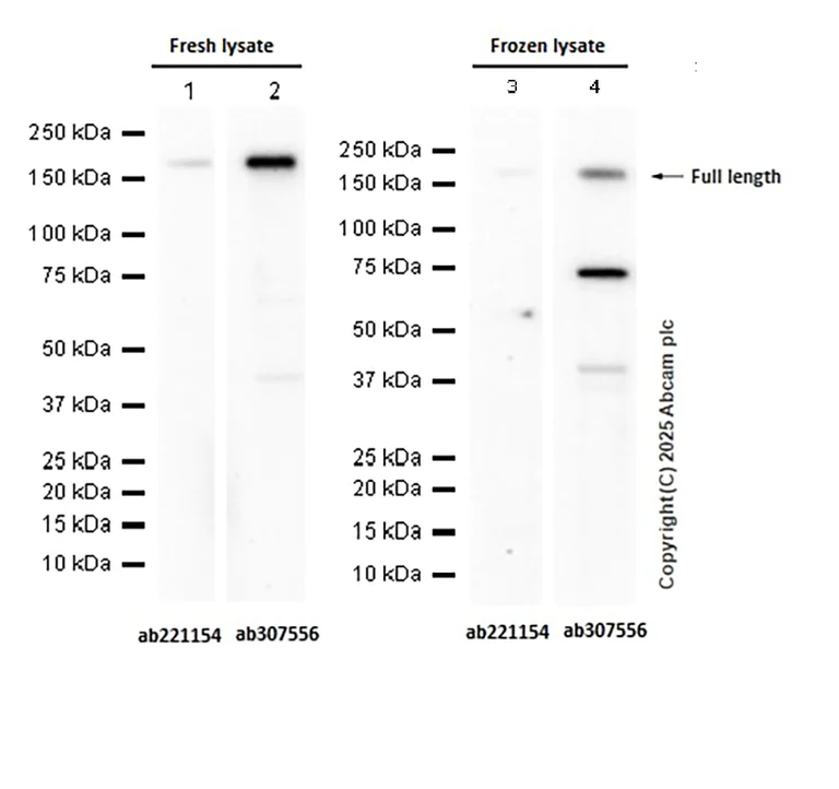 Western blot - Anti-TIE2 antibody [EPR26540-78] - BSA and Azide free (AB307557)