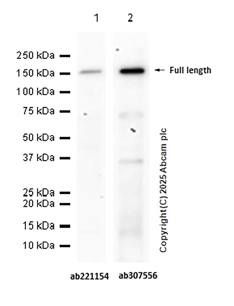 Western blot - Anti-TIE2 antibody [EPR26540-78] - BSA and Azide free (AB307557)