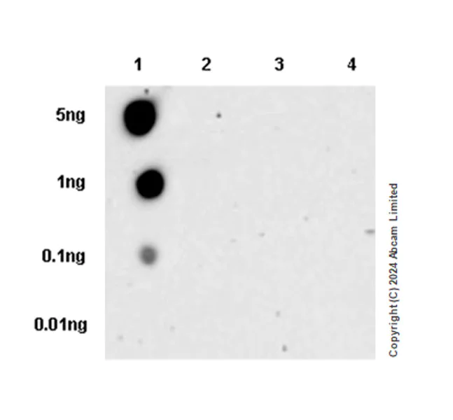 Dot Blot - Anti-TIE2 (phospho Y992) antibody [EPR27958-1] - BSA and Azide free (AB321884)