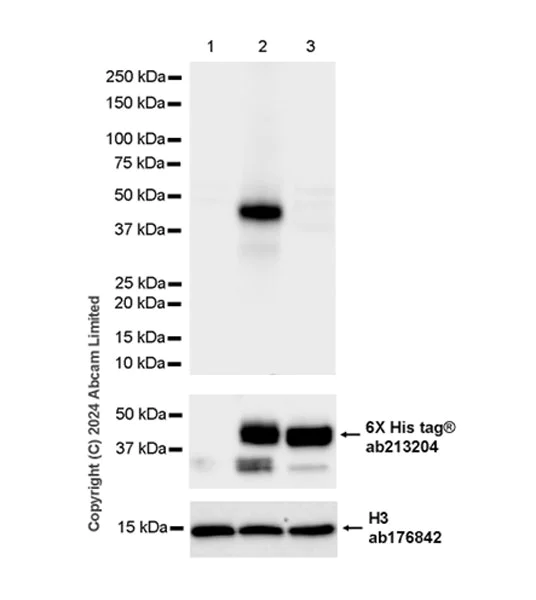 Western blot - Anti-TIE2 (phospho Y992) antibody [EPR27958-1] - BSA and Azide free (AB321884)
