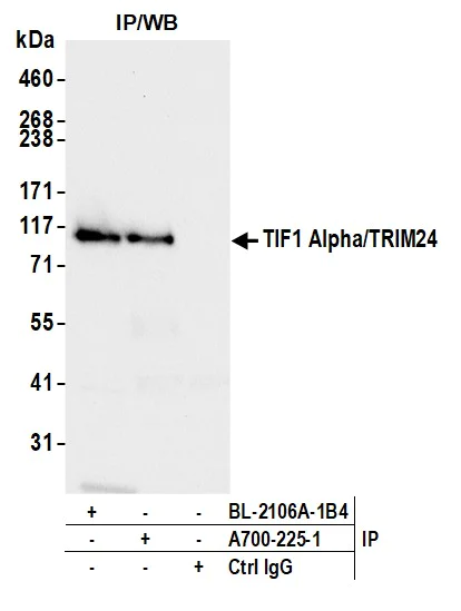 Immunoprecipitation - Anti-TIF1 Alpha/TRIM24 antibody [BLR225K] - BSA free (AB314090)