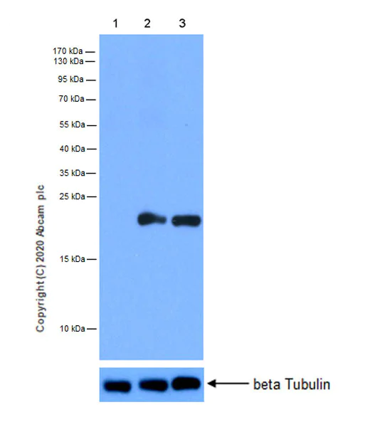 Western blot - Anti-TIFA antibody [EPR20925-114] - BSA and Azide free (AB274326)