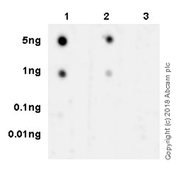 Dot Blot - Anti-TIFA (phospho T9) antibody [EPR19853] (AB214815)