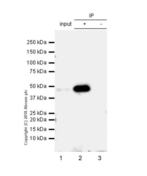 Immunoprecipitation - Anti-TIFA (phospho T9) antibody [EPR19853] (AB214815)