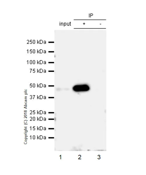 Immunoprecipitation - Anti-TIFA (phospho T9) antibody [EPR19853] (AB214815)