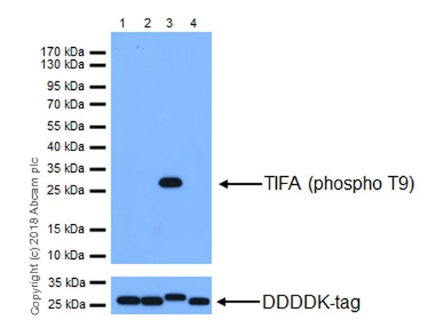 Western blot - Anti-TIFA (phospho T9) antibody [EPR19853] (AB214815)