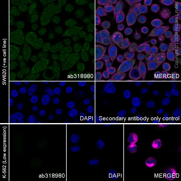 Immunocytochemistry/ Immunofluorescence - Anti-TIGAR antibody [EPR29002-30] - BSA and Azide free (AB318981)