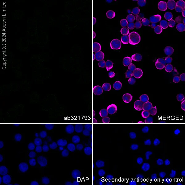 Immunocytochemistry/ Immunofluorescence - Anti-TIGIT antibody [EPR28146-94] - BSA and Azide free (AB321794)
