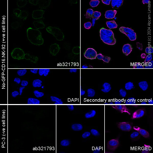 Immunocytochemistry/ Immunofluorescence - Anti-TIGIT antibody [EPR28146-94] - BSA and Azide free (AB321794)