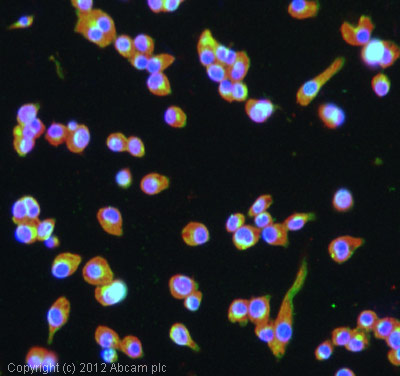 Immunocytochemistry/ Immunofluorescence - Anti-TIL/TLR1 antibody (AB37068)