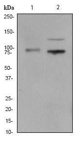 Western blot - Anti-TIL/TLR1 antibody [EPR2075] (AB68158), expandable thumbnail