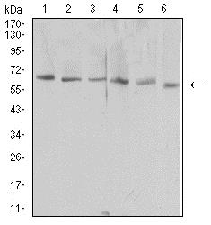 Western blot - Anti-TIM 1 antibody [3D9F5] (AB233720)