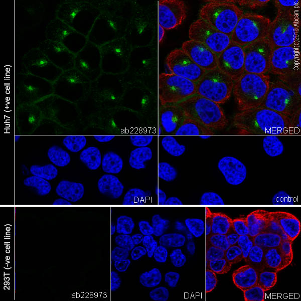 Immunocytochemistry/ Immunofluorescence - Anti-TIM 1 antibody [EPR22650-136] (AB228973), expandable thumbnail