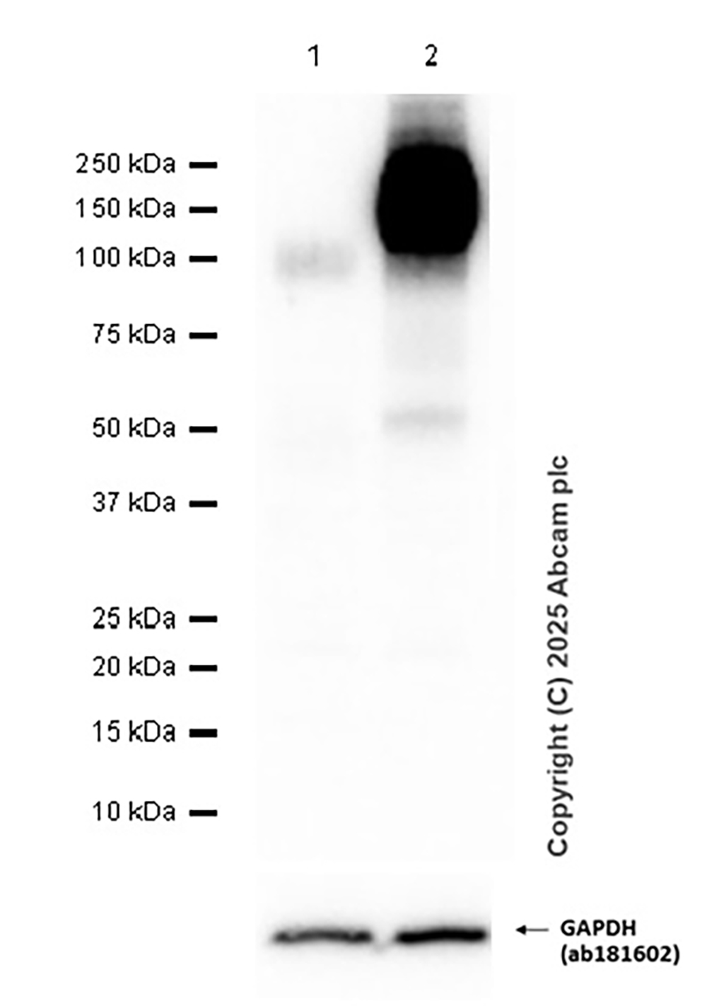 Western blot - Anti-TIM 1 antibody [EPR22650-136] (AB228973), expandable thumbnail