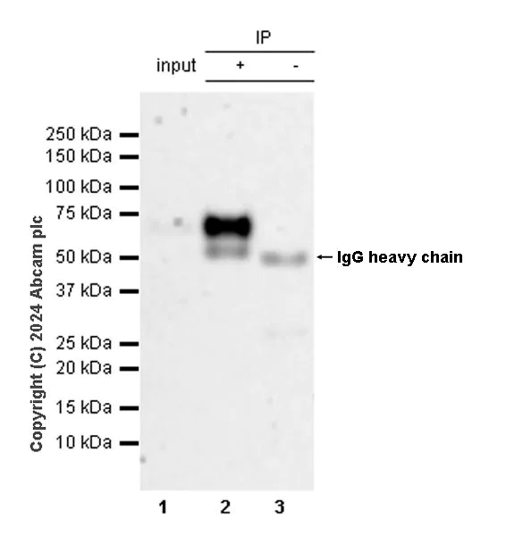 Immunoprecipitation - Anti-TIM 1 antibody [EPR28341-72] (AB316854)