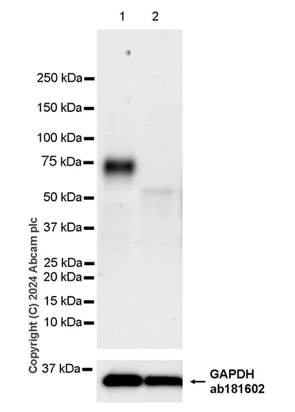 Western blot - Anti-TIM 1 antibody [EPR28341-72] (AB316854)
