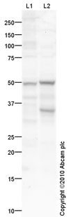 Western blot - Anti-TIM 1 antibody [mAbcam75295] (AB75295)