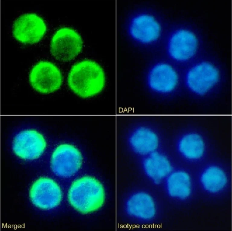 Immunocytochemistry/ Immunofluorescence - Anti-Tim 2 antibody [RMT2-14] - Rabbit IgG (Chimeric) (AB281910)