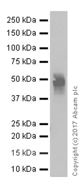 Western blot - Anti-TIM 3 antibody [EPR20767] (AB210543)